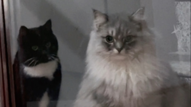 当家里来了一只小狗…小猫们的反应