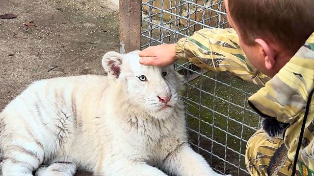 园长：嘻嘻～小白虎：不嘻嘻