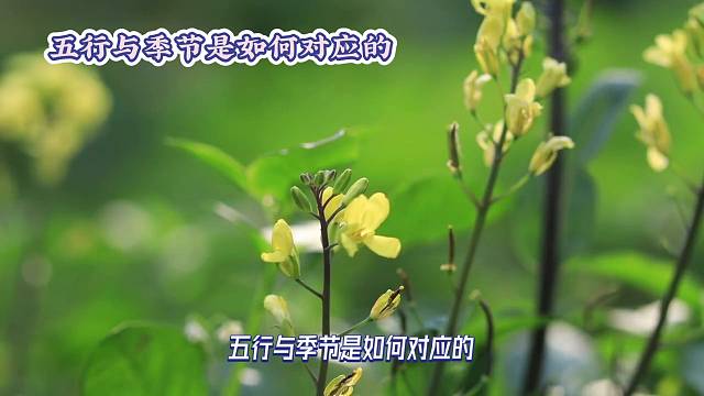 五行与季节是如何对应的？春季对应木