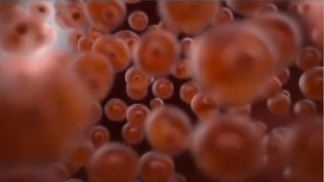 中科院陆道培院士：储存免疫细胞比存钱更重要！#希诺赛细胞存储