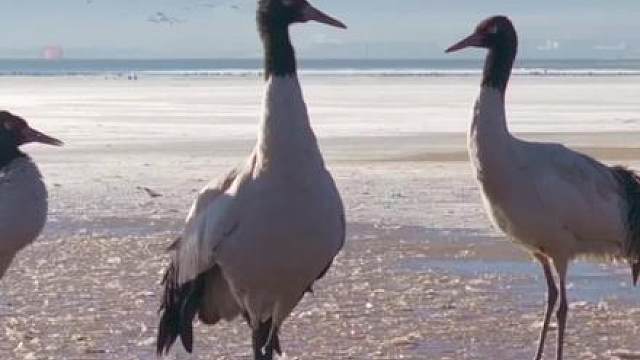 元旦将至，鹤鸣声声传祥瑞，新岁开启好运来。愿大家能如鹤般自在翱翔，喜乐安康！#喜迎元旦 #神奇动物#