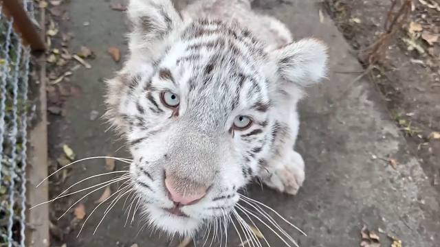 小白虎，别逼我在最快乐的时候扇你