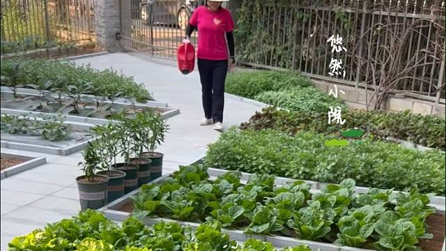 这满眼的蔬菜啊，怎么看都看不够