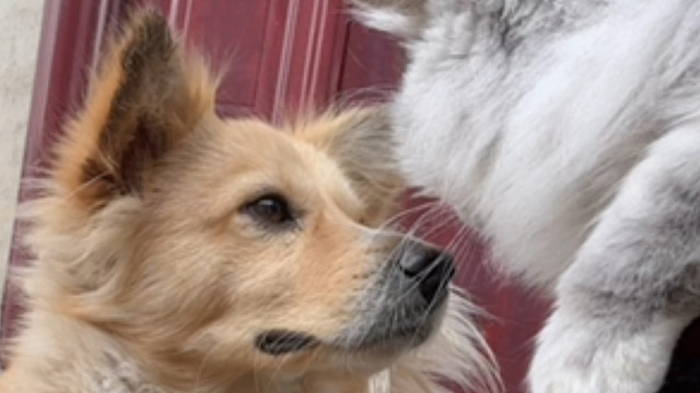 总感觉小狗看小猫有一种慈爱的眼神