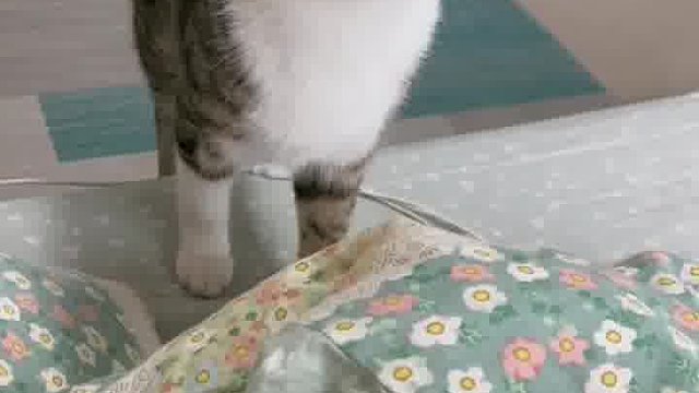 从小瘦子到大猪咪