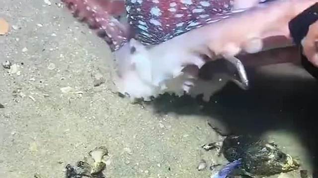 渔民赶海日常之生拿大鳗鱼太给力了  ​