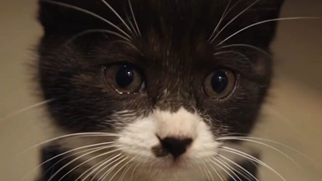 《流浪小猫的一天》