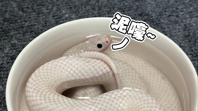 时隔两年，我把巴掌心大的小白蛇养成了水管