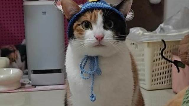 难道它真学会了