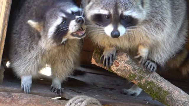 被凶的手足无措