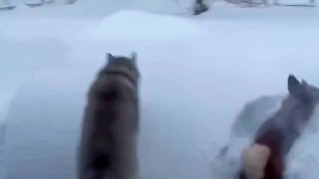 盘点那些超爱玩雪的狗子们