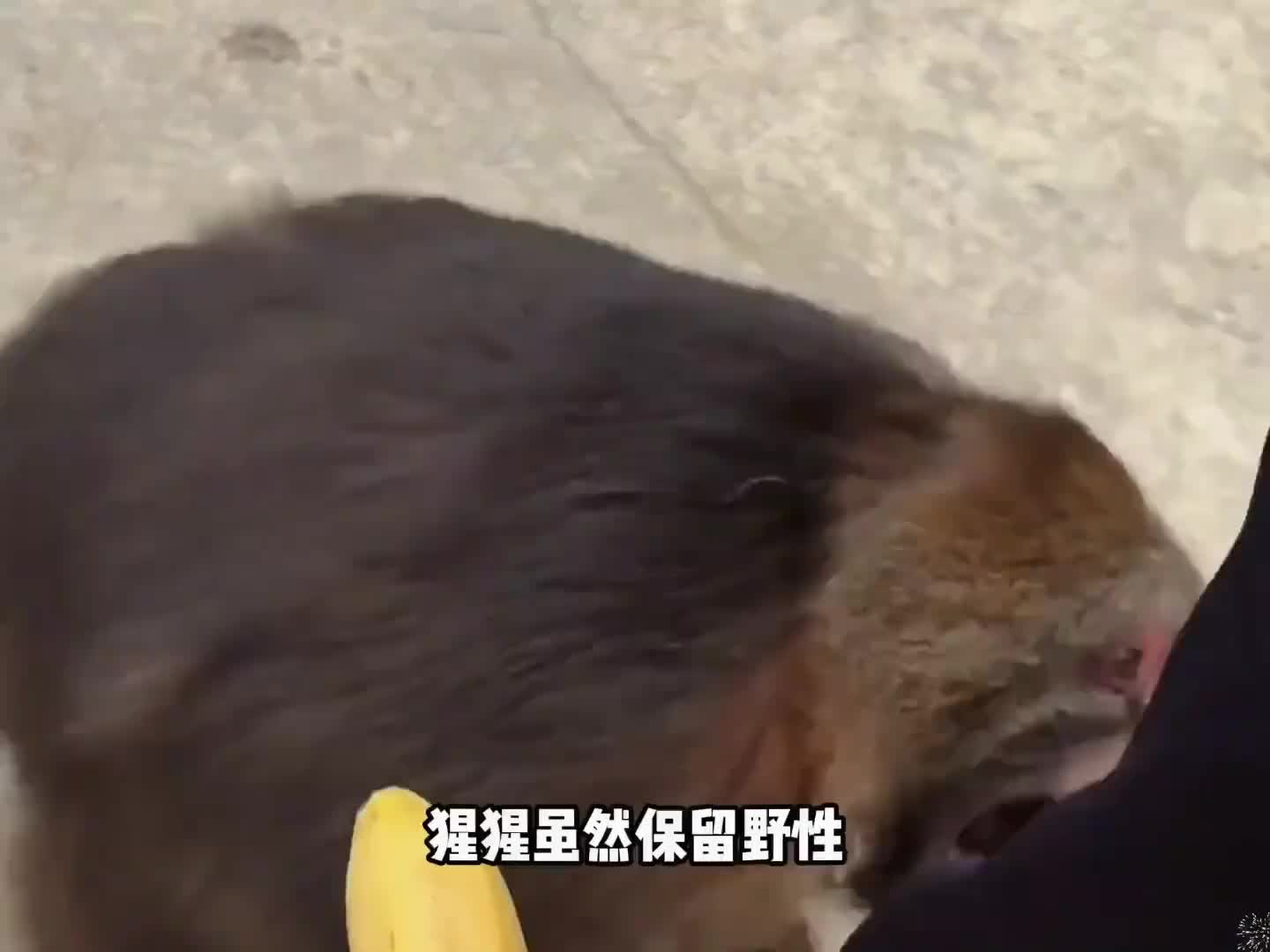 古有悟空进灵山成佛，今有星星进殿听经