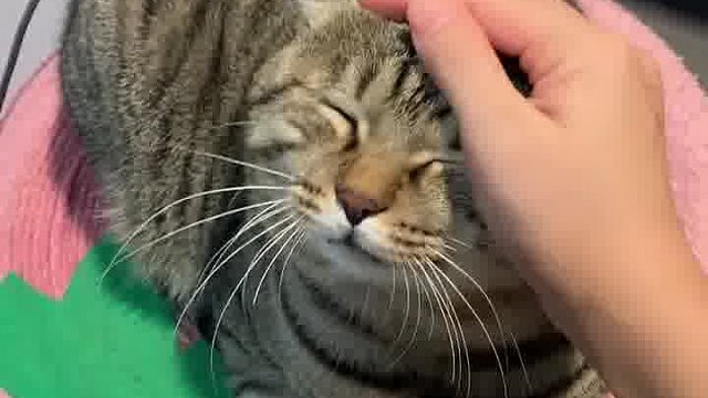 怎么办，我才4岁啊