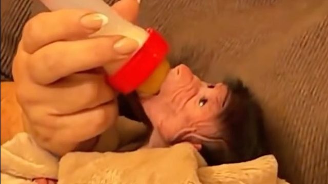 俄罗斯人惊讶地发现，家里出现了一只小狒狒！