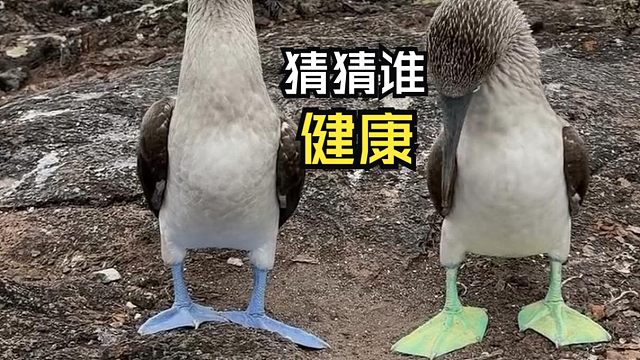 那些让人惊叹的动物视频！