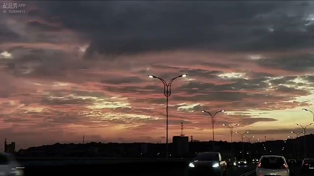 山茶花读不懂白玫瑰