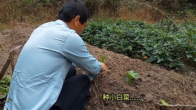 种植小白菜……
