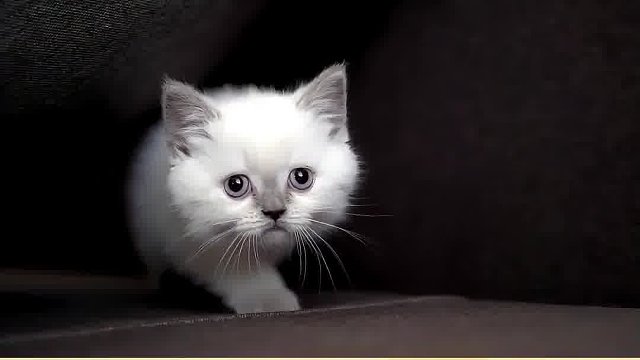 10条铲屎官才有的专属特征，你中了几条