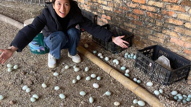 阿旺创业又失败，1500鸭子只产600多蛋，到底哪里出了问题