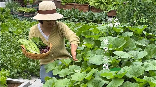 喜欢啥种点啥，不仅为了吃，满院子蔬菜，看着就高兴