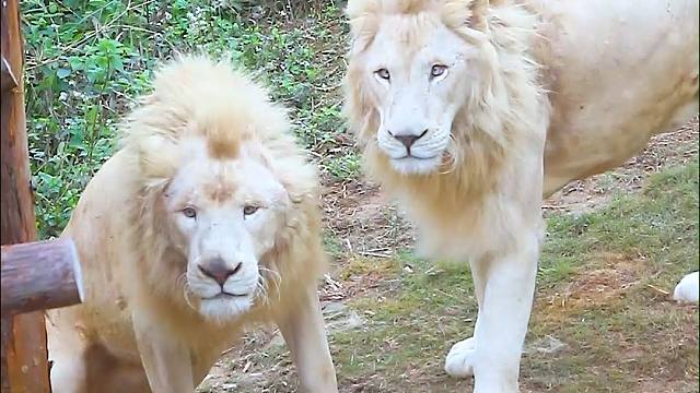 当你有一个损友......