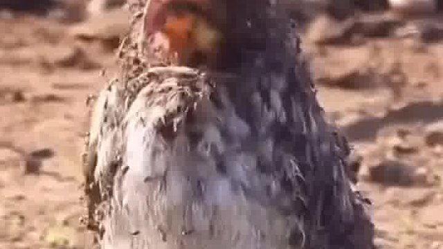 小鸟为什么这样做？