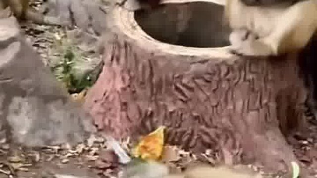 它最后怎么样了