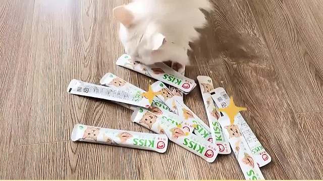 10条铲屎官才有的专属特征，你中了几条