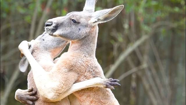 幼崽受欺负，袋鼠爸爸火速救场