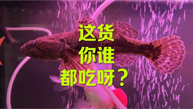 这货是谁都吃啊#观赏鱼 #祝大家年年有鱼 #真诚分享 #动物世界