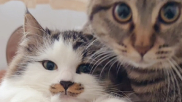 小猫就是我的宝宝啊