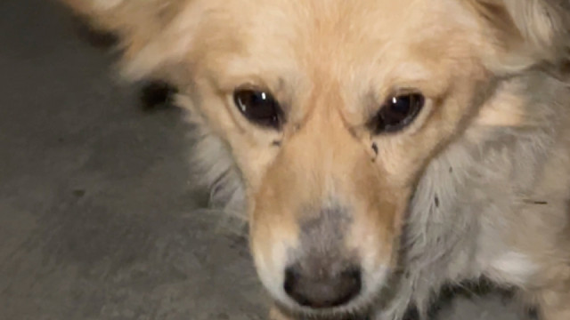 以后你就叫小七喽！！