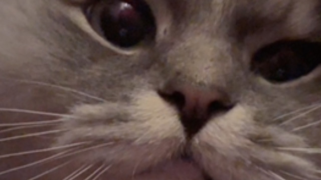 当小猫在被窝睡够了想走却走不了的时候