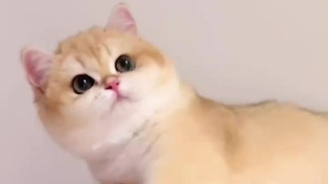 4. 天呐，小可爱猫咪撒娇，我招架不住想抱回。