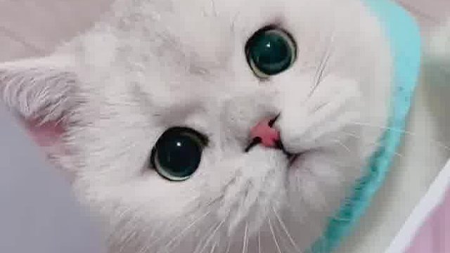 小猫咪亮出肚皮，萌翻了，好想赶紧抱回家。