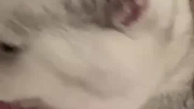 这小猫咪太萌，大眼睛忽闪，好想抱回家。