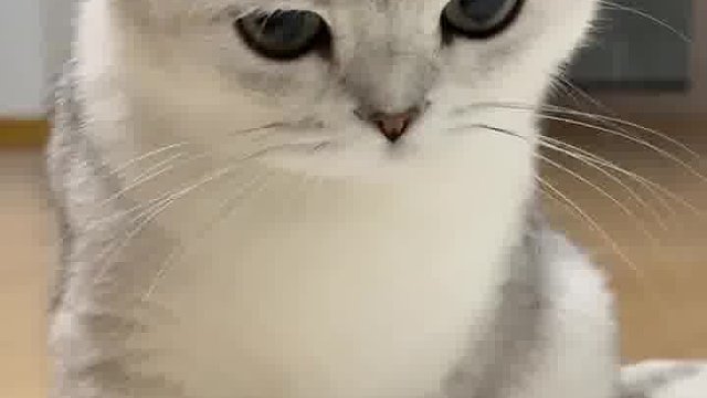 这小猫咪太萌，大眼睛忽闪，好想抱回家。