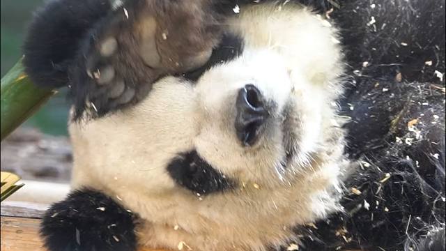 自己刨木屑，玩的更开心噢