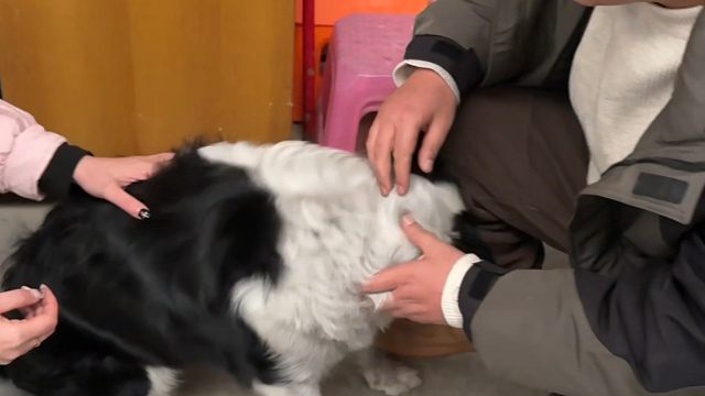 边牧软软已经回家了