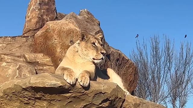 母狮子：还不来拜见女王大人？