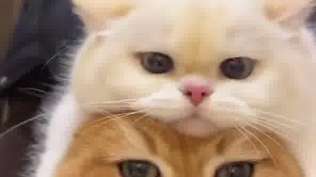 看这灵动小猫，蹦蹦跳跳，心一动想抱回。