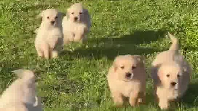 有没有想抱走的小伙伴呀