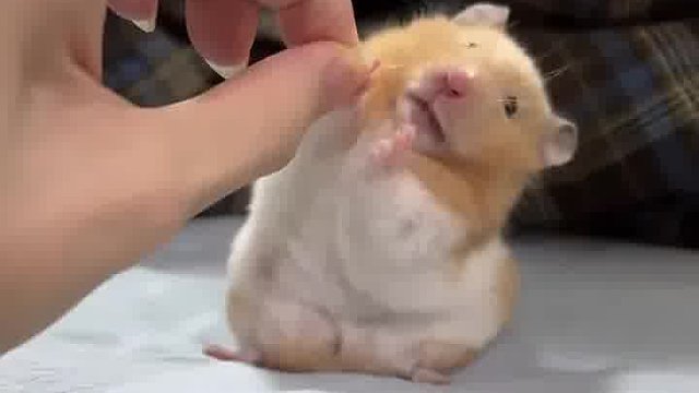 天啊！这只小仓鼠萌到犯规，肉肉的模样太可爱。