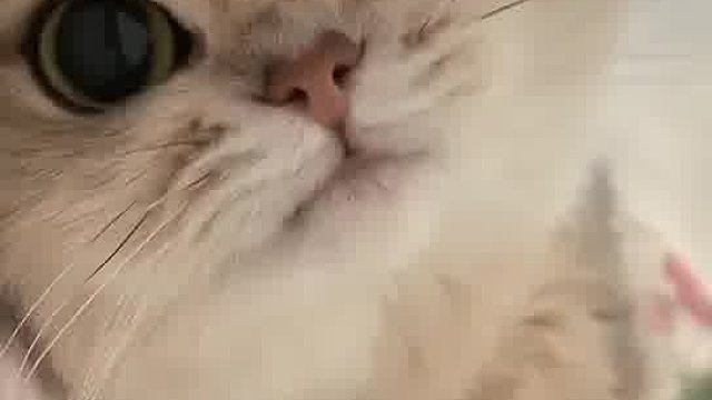 小猫咪，毛茸茸的治愈精灵，很难不叫人喜欢。