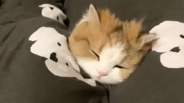 家人们，刚睡醒的小猫咪太治愈，爱了爱了！