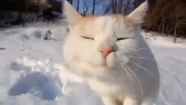 小猫咪才刚睡醒，懵懵的样子，你们能不心动？