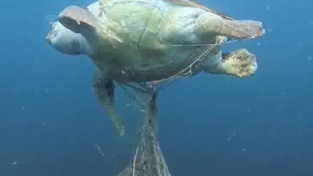 大家还是要爱护海洋环境啊。