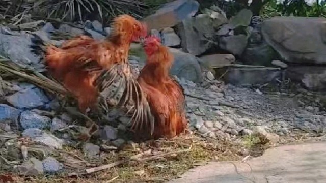 公鸡中的战斗机