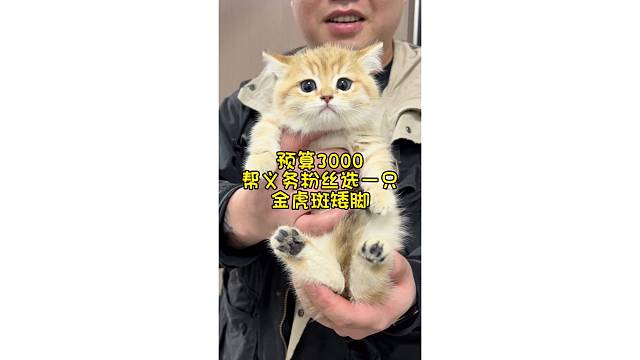 帮义务粉丝选一只金虎斑矮脚！