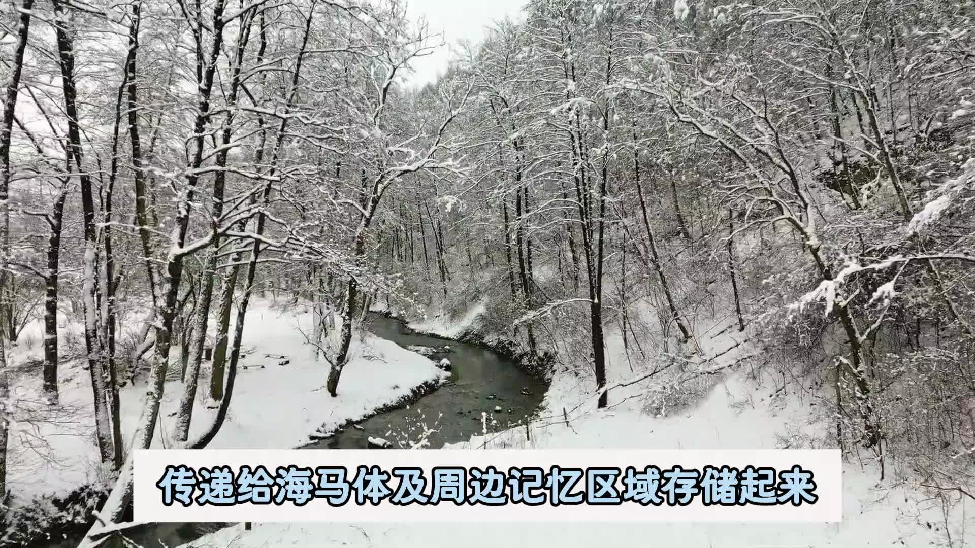 声音与记忆的关联梨花教育